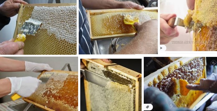 برداشتن لایه سطحی شانه‌های عسل به منظور جداسازی عسل از موم در دستگاه جدا کننده