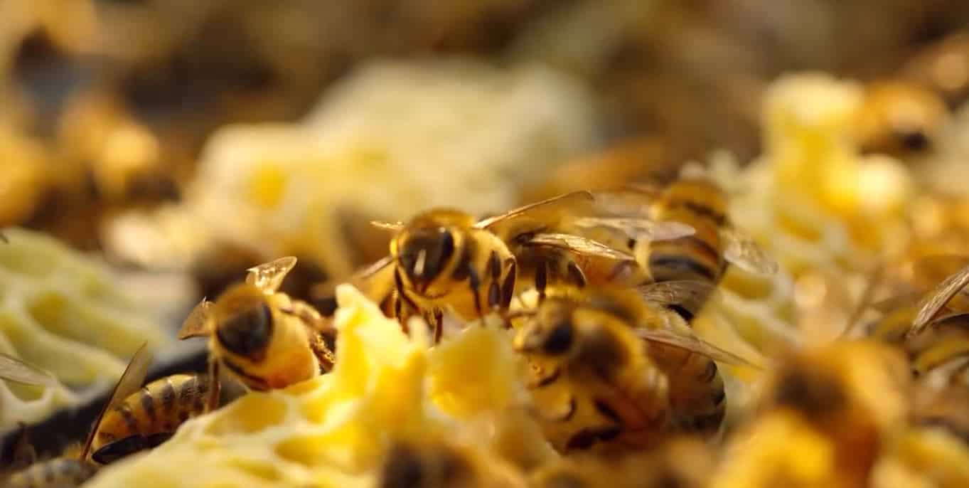 خواص عسل طبیعی و خالص