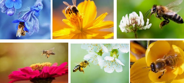 نقش زنبور عسل در جمع‌آوری گرده گل و تولید عسل