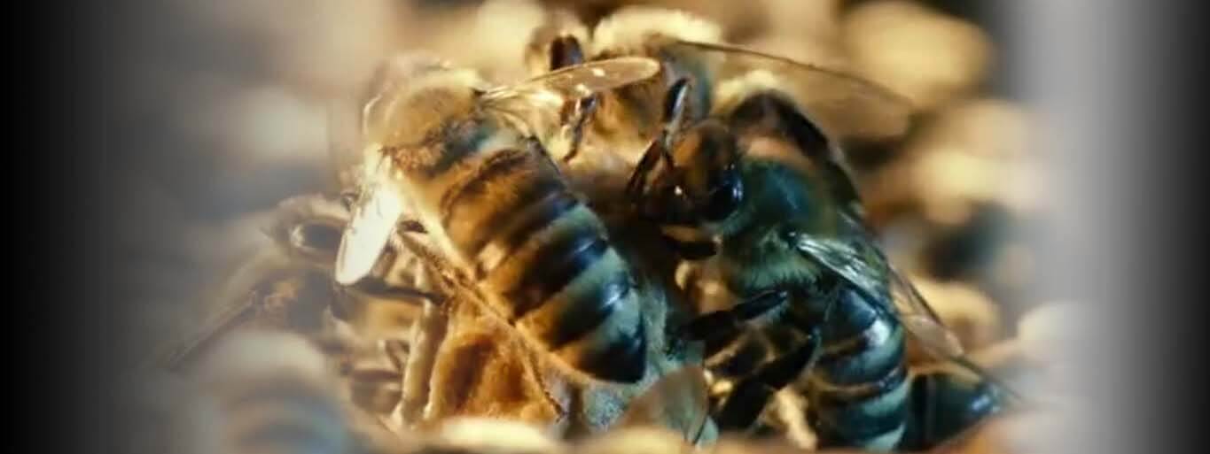 عکس زنبورهای عسل در کندو