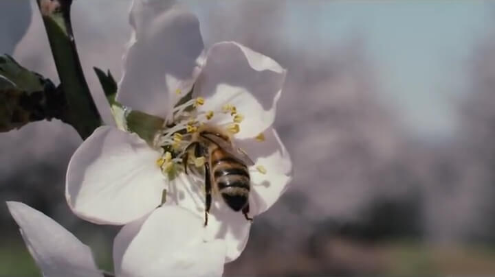 Bees and their effect on the production of other nutrients through pollination of flowers and plants