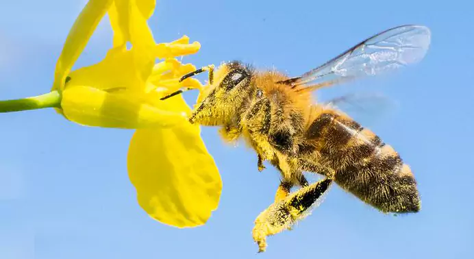 زنبور عسل- عطارخان