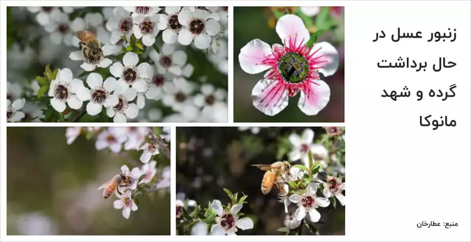 Bees are collecting Manuka pollen and nectar to produce Manuka-Attar Khan honey