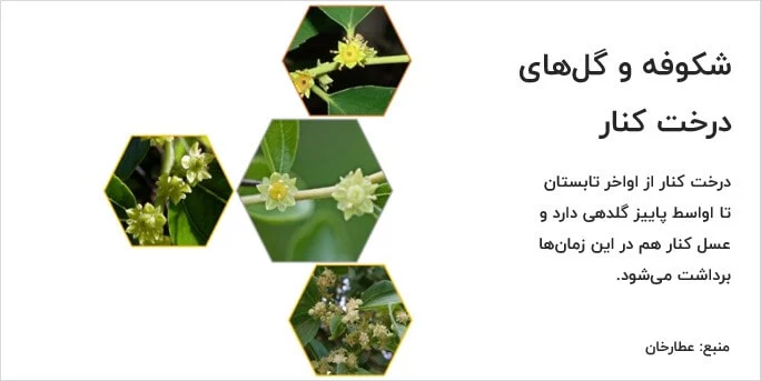 Flowers and blossoms of Kenar tree - Attar Khan