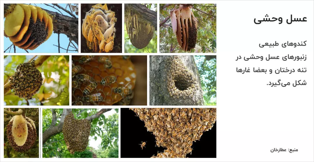 Wild beehive - Properties of mountain honey - Attar Khan