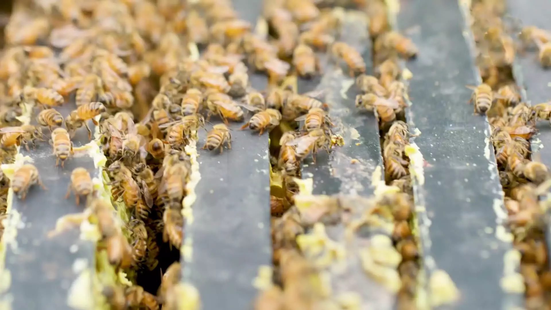 Honey bees producing honey in the hive - Properties of Eucalyptus honey - Attar Khan