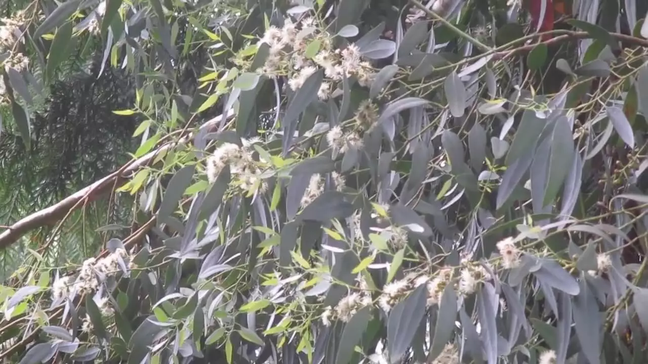 Eucalyptus tree - Properties of eucalyptus honey - Attar Khan