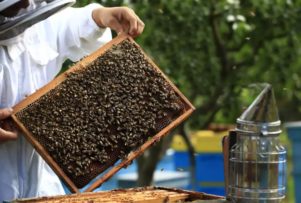 توجه به سلامت زنبورها بر قیمت عسل مانوکا اثرگذار است- عطارخان