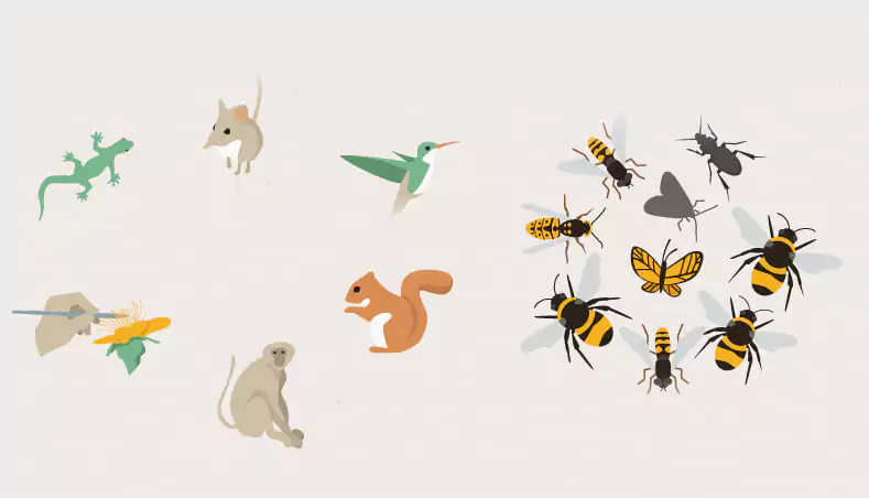 زنبورها، حشرات و سایر گرده افشان ها