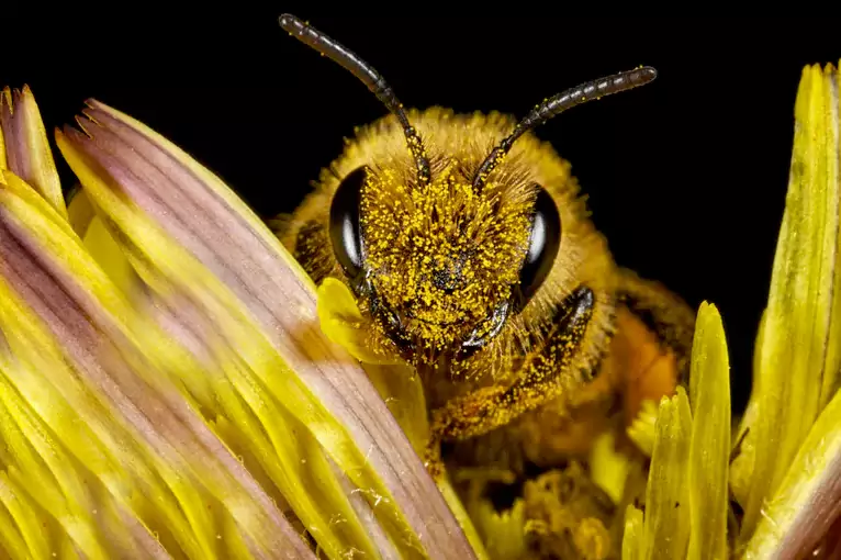 Pollen bee - Attar Khan