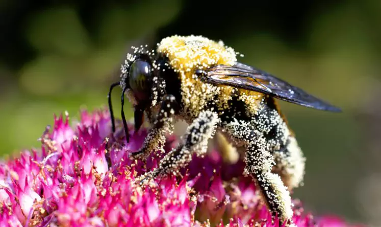 یک تهدید برای زنبورها و ترکیب درمانی آن- عطارخان