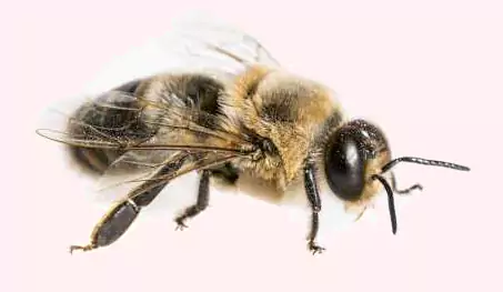 Male bee - Attar Khan