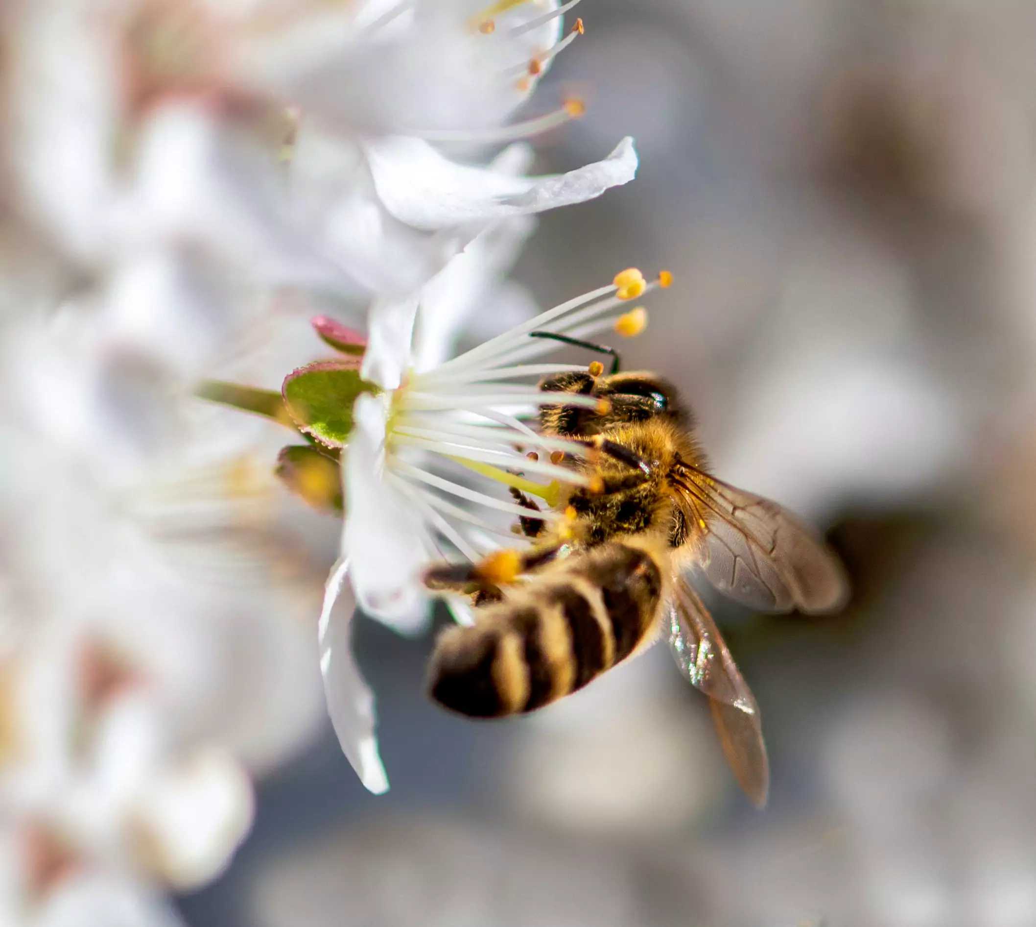 تولید عسل بدون دخالت زنبور- عطارخان