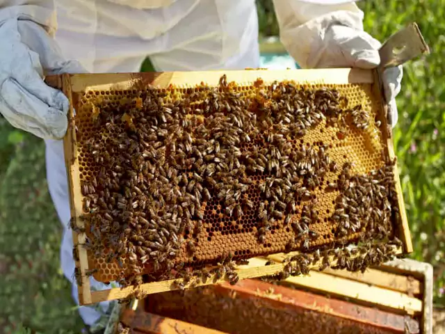 زنبورداری کار دشواری است- عطارخان