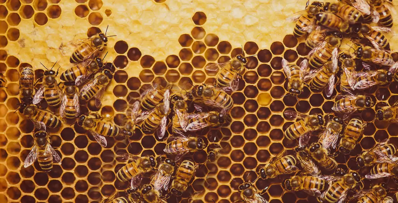 زنبورها در حال فرآوری عسل- عطارخان