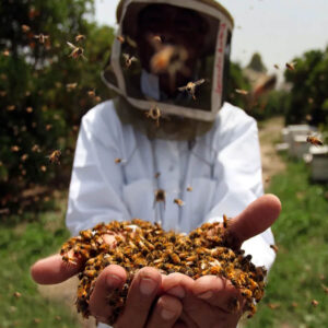 عسل، طلای زنبور- عطارخان